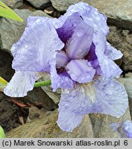 Iris hort. Timescape