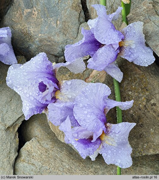 Iris hort. Timescape