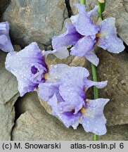Iris hort. Timescape