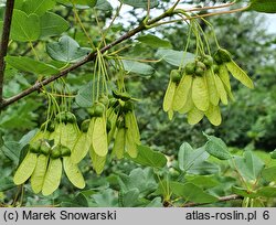 Acer monspessulanum (klon francuski)