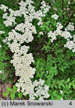 Spiraea nipponica (tawuła nippońska)