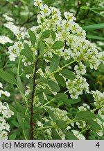 Spiraea nipponica (tawuła nippońska)