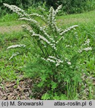 Spiraea nipponica (tawuła nippońska)