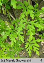 Ampelopsis aconitifolia (winnik tojadowy)