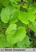 Vitis riparia (winorośl pachnąca)