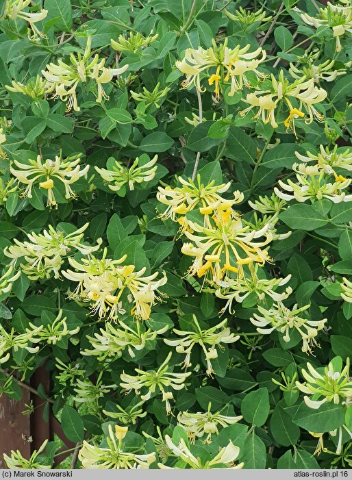 Lonicera periclymenum (wiciokrzew pomorski)