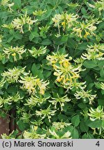 Lonicera periclymenum (wiciokrzew pomorski)