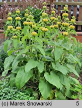 Phlomis russeliana (żeleźniak żółty)