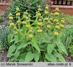 Phlomis russeliana (żeleźniak żółty)