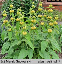 Phlomis russeliana (żeleźniak żółty)