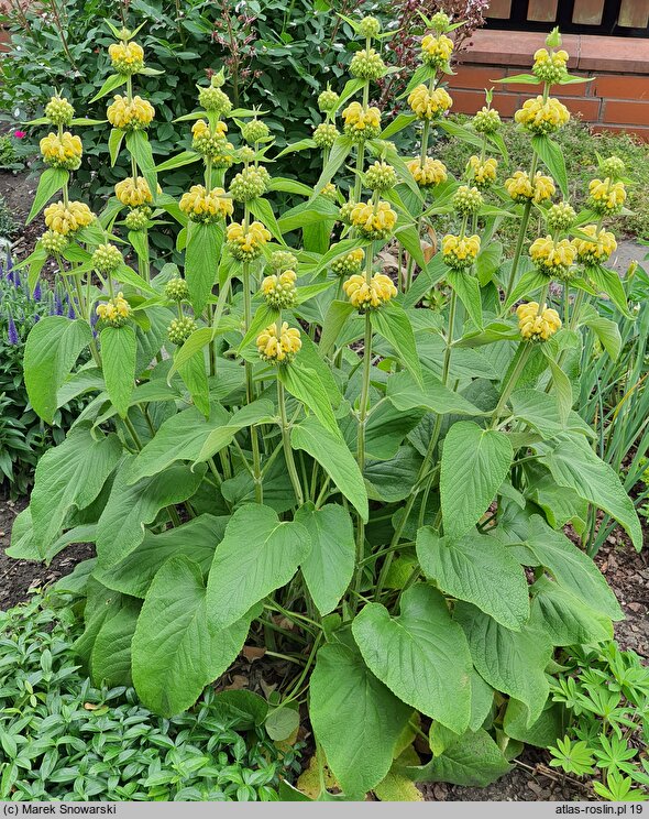 Phlomis russeliana (żeleźniak żółty)