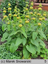 Phlomis russeliana (żeleźniak żółty)