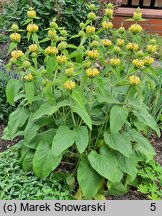 Phlomis russeliana (żeleźniak żółty)