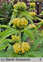 Phlomis russeliana (żeleźniak żółty)