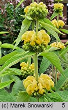 Phlomis russeliana (żeleźniak żółty)