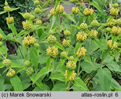 Phlomis russeliana (żeleźniak żółty)