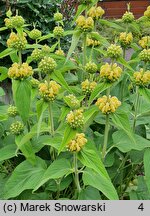 Phlomis russeliana (żeleźniak żółty)