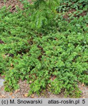 Juniperus rigida var. conferta (jałowiec nadbrzeżny)