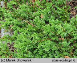 Juniperus rigida var. conferta (jałowiec nadbrzeżny)