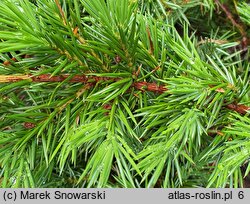 Juniperus rigida var. conferta (jałowiec nadbrzeżny)