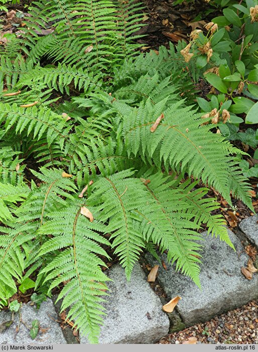 Polystichum setiferum Wollastonii