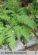 Polystichum setiferum Wollastonii