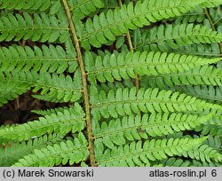 Polystichum setiferum Wollastonii