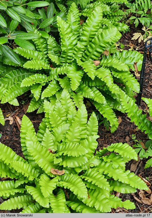 Asplenium scolopendrium Crispum