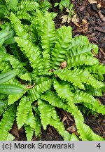 Asplenium scolopendrium Crispum