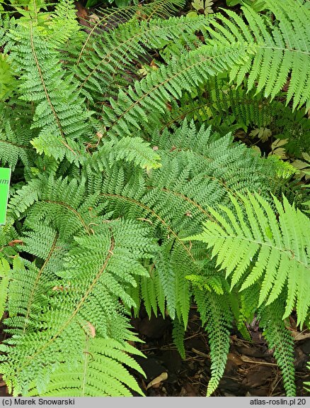 Polystichum setiferum Herrenhausen