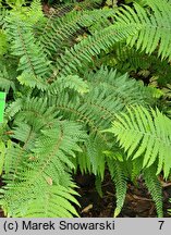 Polystichum setiferum Herrenhausen