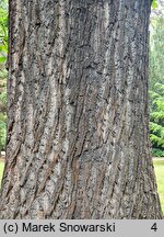 Liriodendron tulipifera (tulipanowiec amerykański)