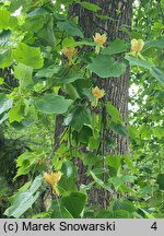 Liriodendron tulipifera (tulipanowiec amerykański)