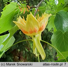 Liriodendron tulipifera (tulipanowiec amerykański)