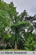 Liriodendron tulipifera (tulipanowiec amerykański)