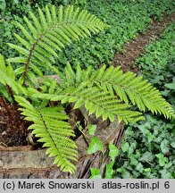 Polystichum braunii (paprotnik Brauna)