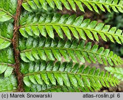 Polystichum braunii (paprotnik Brauna)