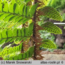 Polystichum braunii (paprotnik Brauna)