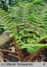 Polystichum braunii (paprotnik Brauna)