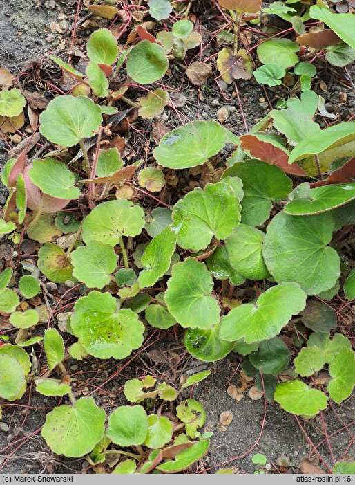 Saxifraga stolonifera Veitchiana