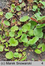 Saxifraga stolonifera Veitchiana