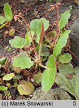 Saxifraga stolonifera Veitchiana