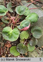 Saxifraga stolonifera Veitchiana