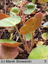 Saxifraga stolonifera Veitchiana