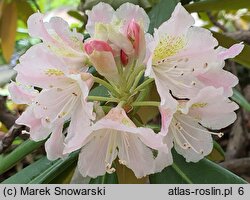 Rhododendron brachycarpum (różanecznik krótkoowocowy)