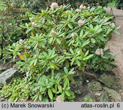 Rhododendron brachycarpum (różanecznik krótkoowocowy)