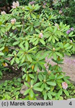 Rhododendron brachycarpum (różanecznik krótkoowocowy)