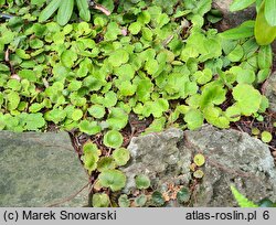 Saxifraga stolonifera Veitchiana