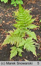 Dryopteris erythrosora (nerecznica czerwonozawijkowa)