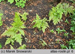 Dryopteris erythrosora (nerecznica czerwonozawijkowa)